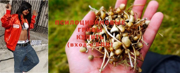 прущие грибы Богородицк